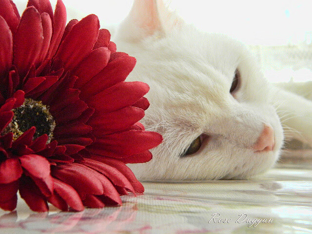 中国足球探索赛事与传统文化融合提升本土认同,中外足球文化