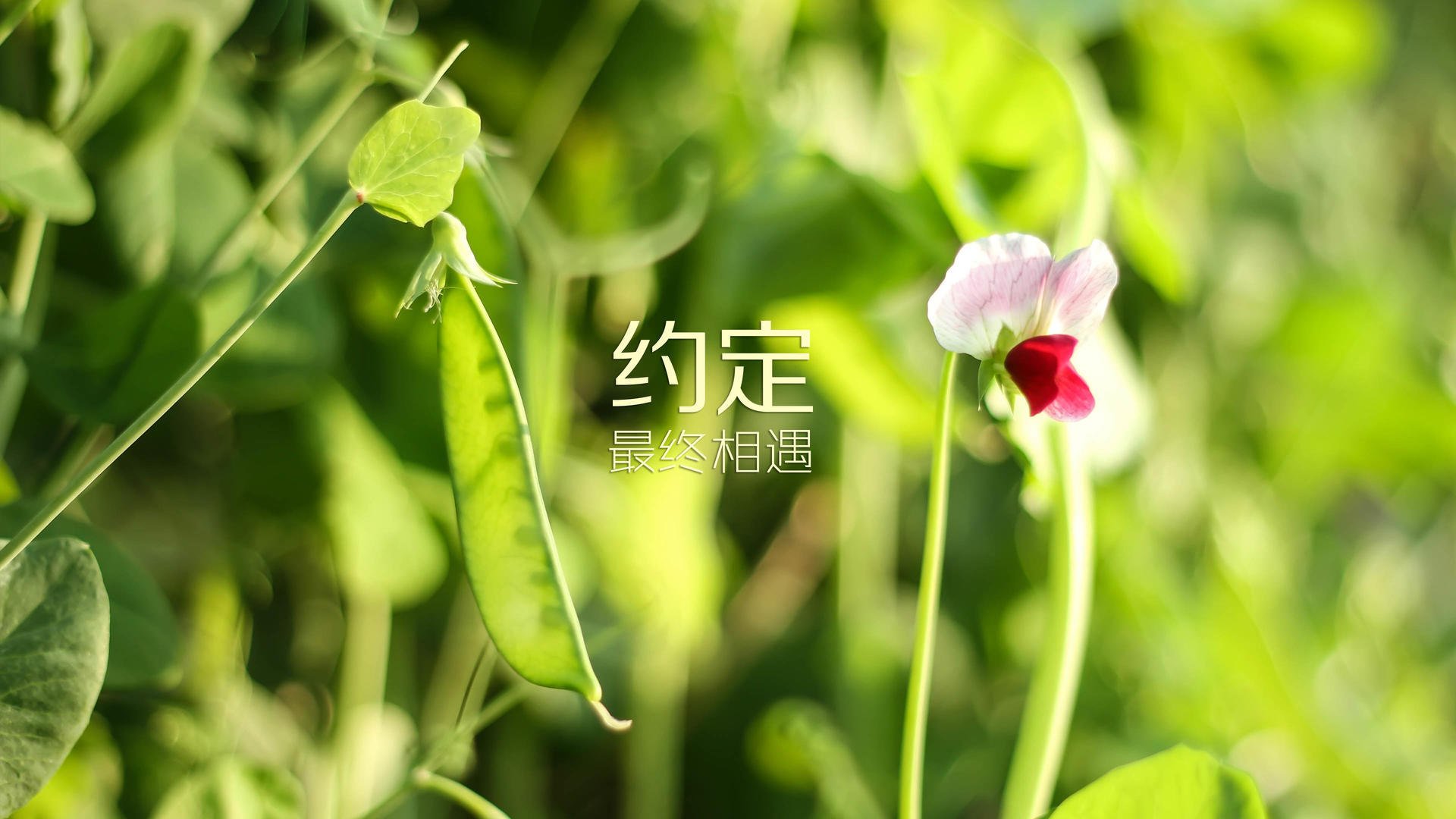 德甲决胜瞬间：关键时刻的奇迹进球，德甲的比赛