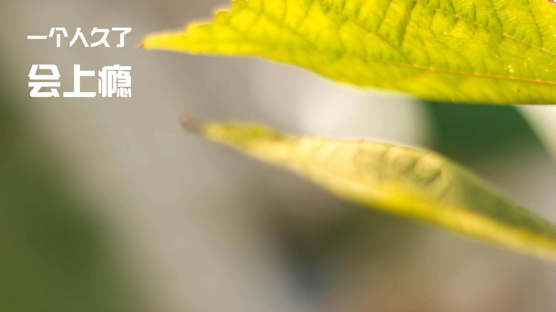 世俱杯比赛视频在线观看-欧洲杯比赛的数字传播路径，欧洲杯大数据锦囊