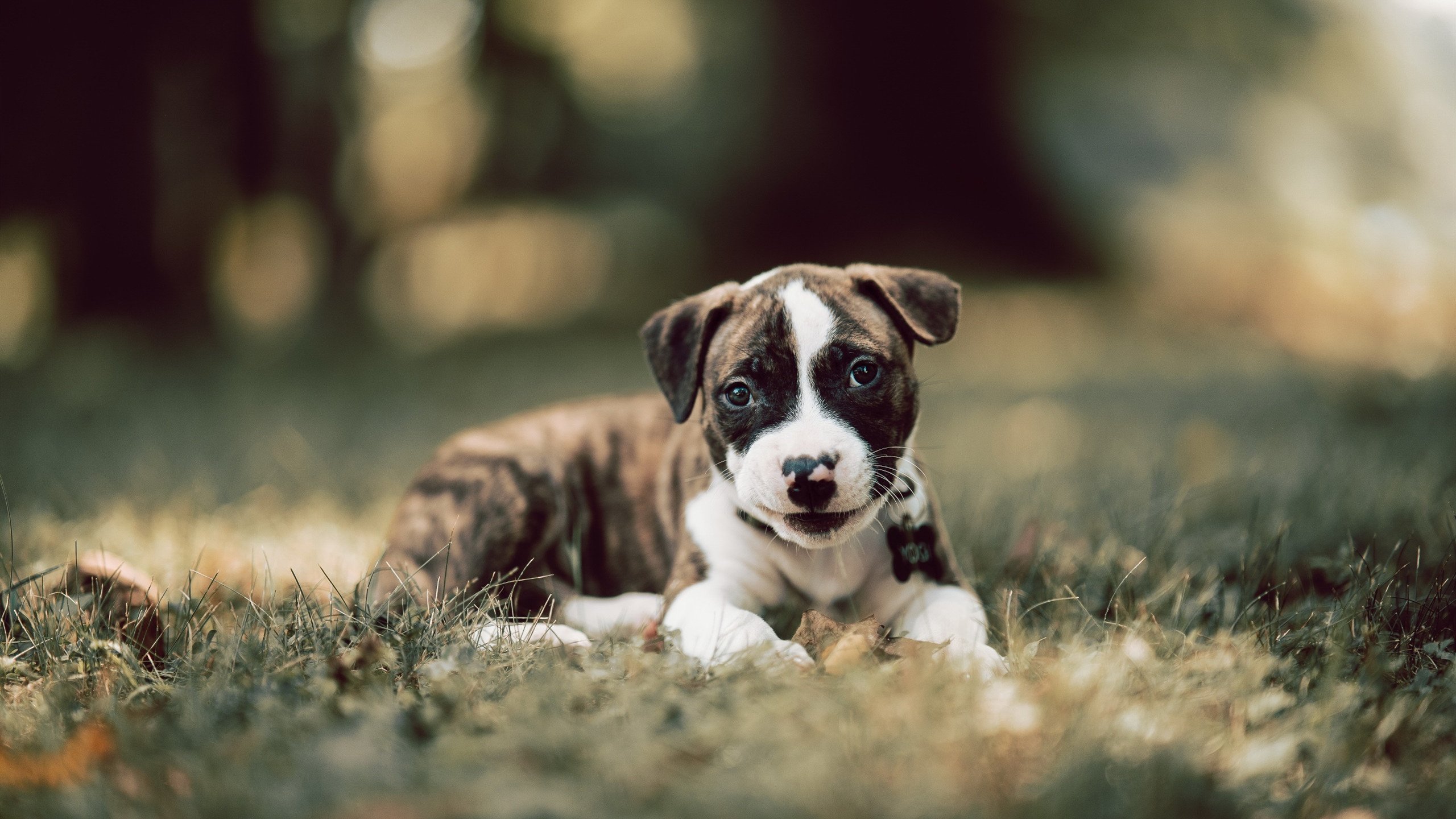 湖人公布球队新一季主题宣传照风格清新,湖人新赛季口号