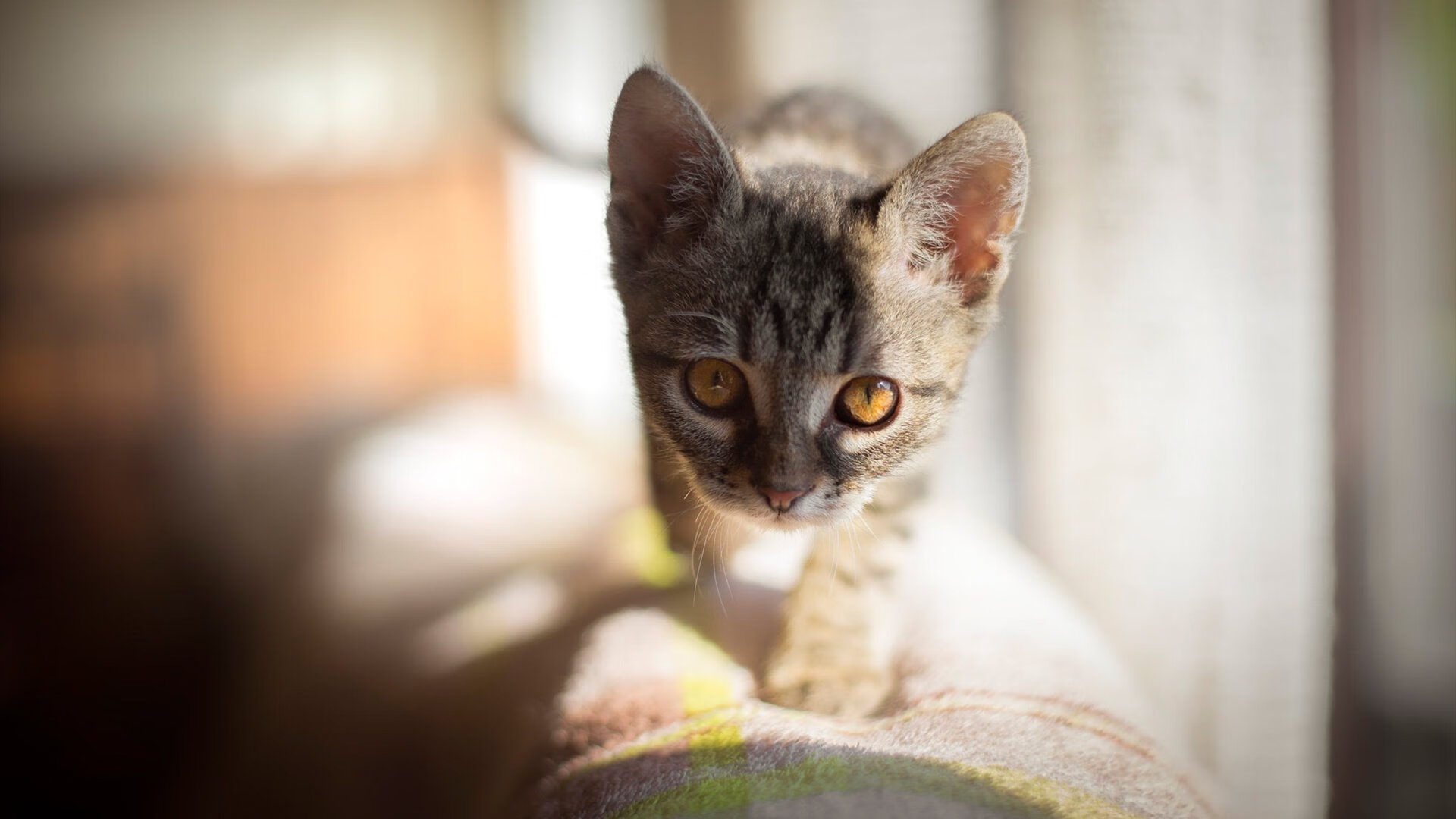 美洲杯年度最佳:个人表演大放异彩,美洲杯精彩