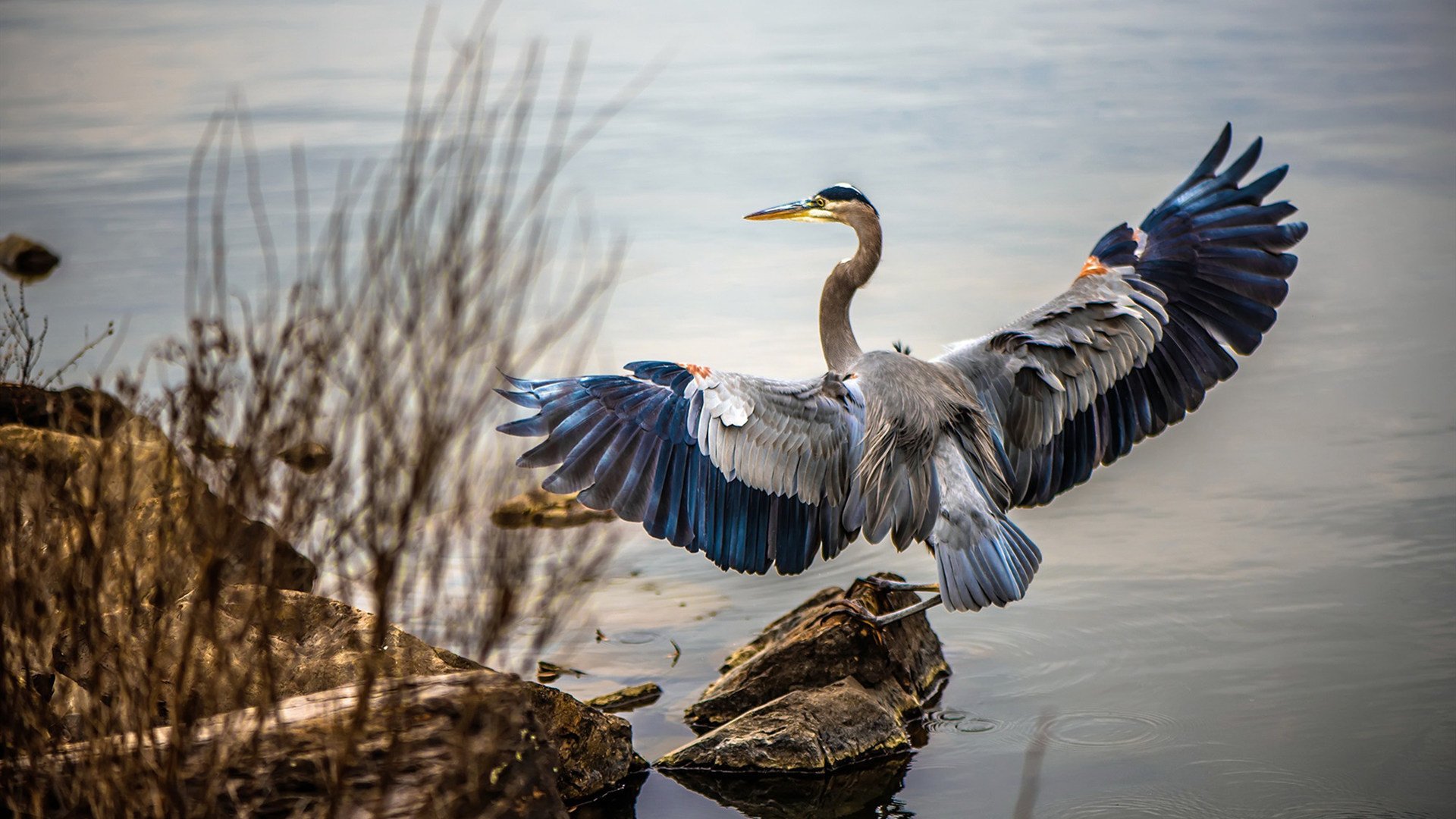 麦肯齐:灵活的跑位和精准的脚法为全黑队注入更多进攻威胁,麦肯齐是什么意思
